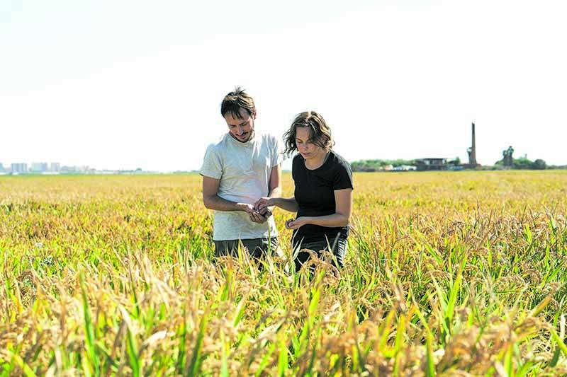 Teresa i Miquel als seus arrossars al Parc Natural de l?Albufera on produixen el seu arròs ecológic. / carles rodrido