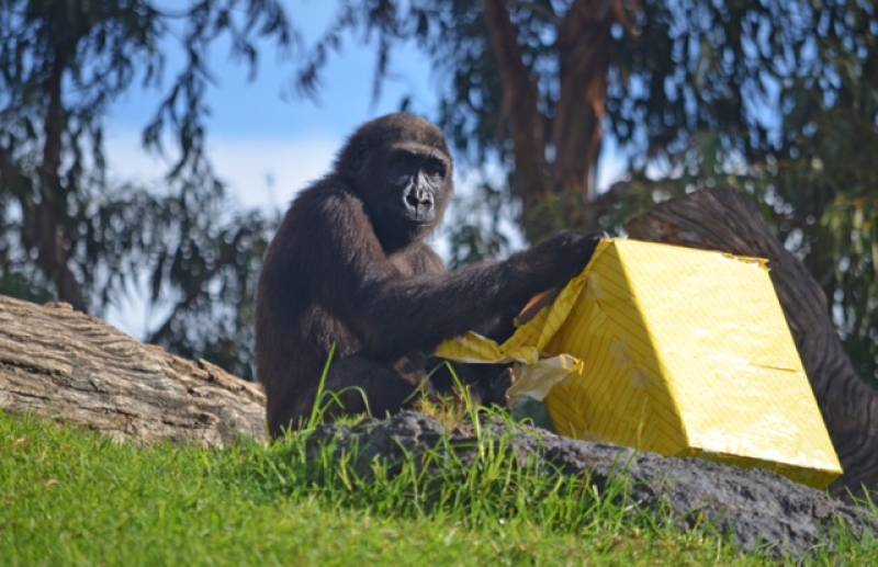 El gorila EBO celebra su 6 cumpleaños - BIOPARC Valencia - 26 octubre 2018 