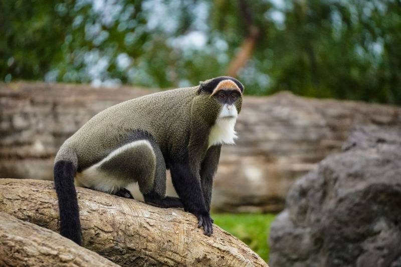 Febrero 2020 - BIOPARC Valencia - cercopiteco de Brazza