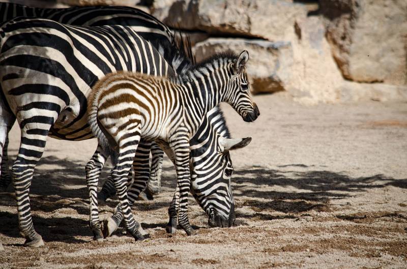 Agosto 2019 - Nace la primera cebra de este año en BIOPARC Valencia