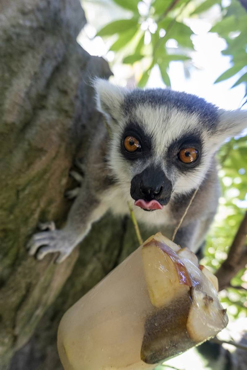 Reacción de un lemur antes las refrescantes sorpresas./EPDA