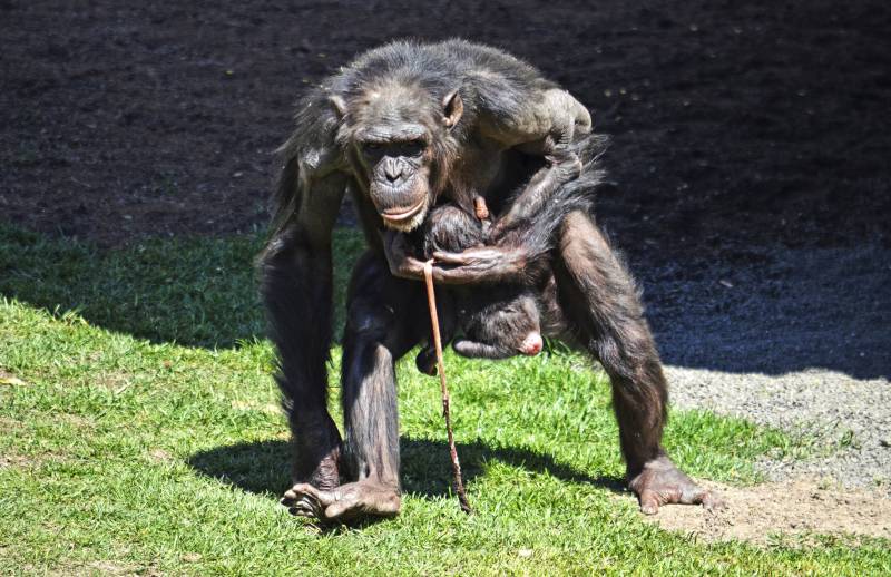 Abril 2018 - Nace una cría de chimpancé en BIOPARC Valencia Abril 2018 - Nace una cría de chimpancé en BIOPARC Valencia