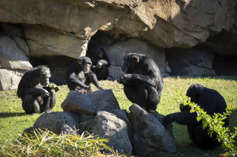 Chimpancés en la selva ecuatorial de BIOPARC Valencia.