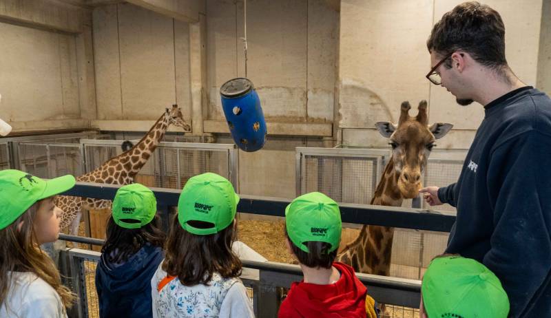 Cría de Dril en el Bioparc de València. EPDA