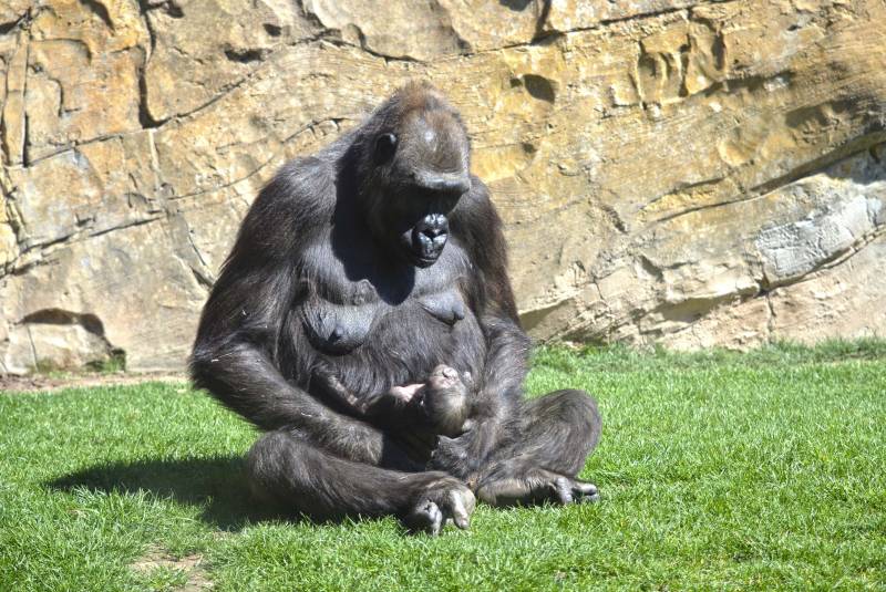 BIOPARC Valencia - La gorila Ali y su bebé recién nacido 11 abril 2019 
