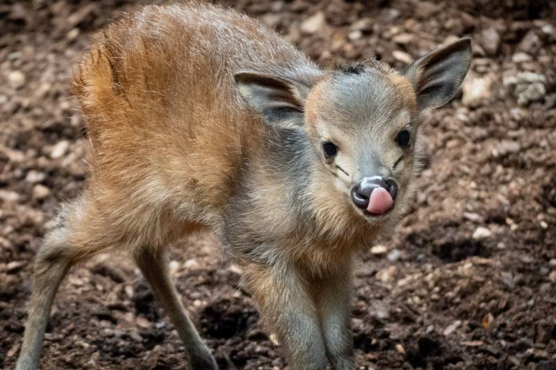 Naixement a la vista del públic d?un antílop que sols pot veure?s a BIOPARC València. Naixement a la vista del públic d?un antílop que sols pot veure?s a BIOPARC València.