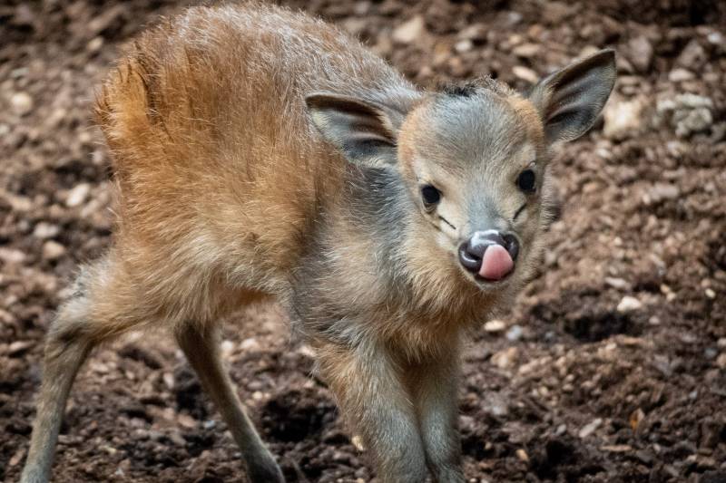 Naixement a la vista del públic d?un antílop que sols pot veure?s a BIOPARC València.