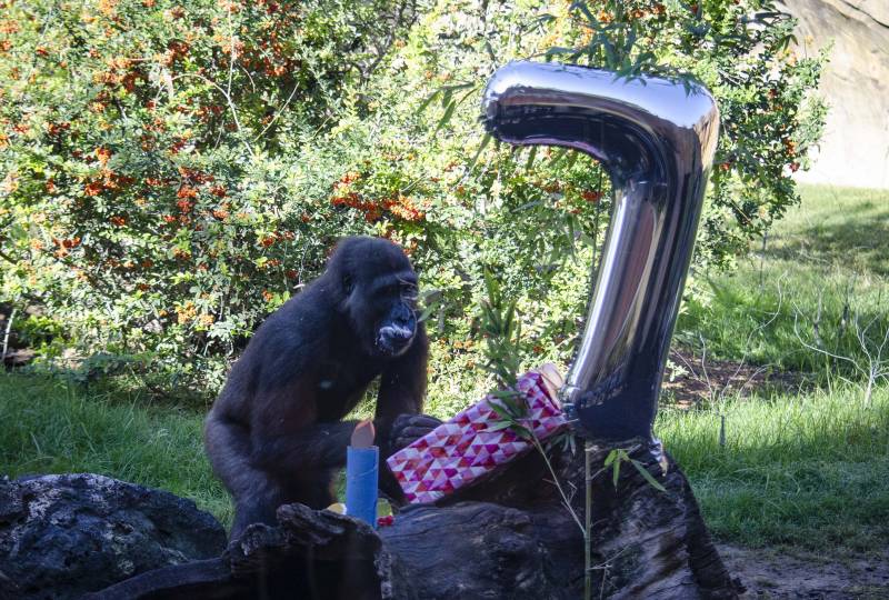 Octubre 2019 - Ebo el primer gorila nacido en BIOPARC celebra su 7 cumpleaños