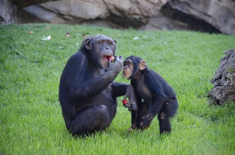 Chimpancés comiendo una fresa en BIOPARC Valencia./EPDA