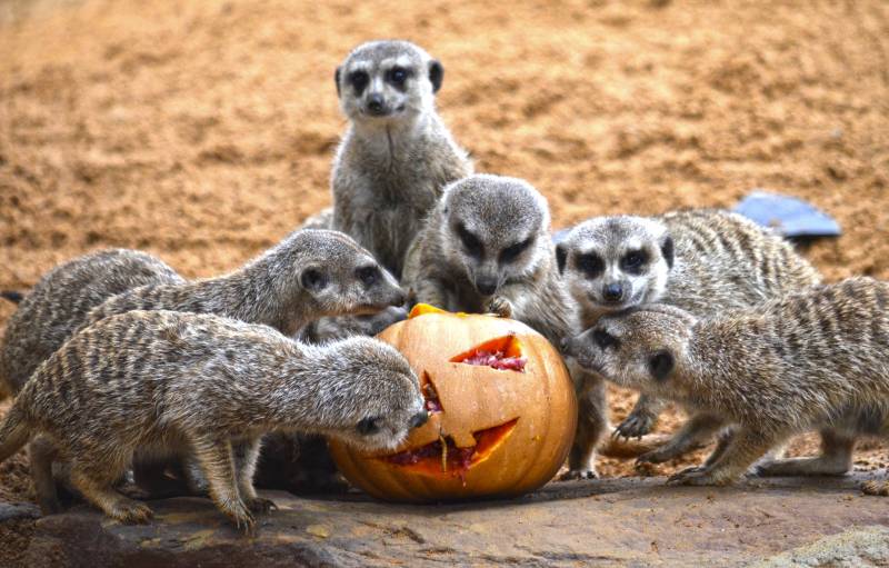 BIOPARC Valencia - Halloween 2018 - suricatas