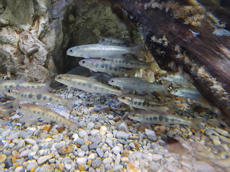 Salmones del Bioparc. EPDA.