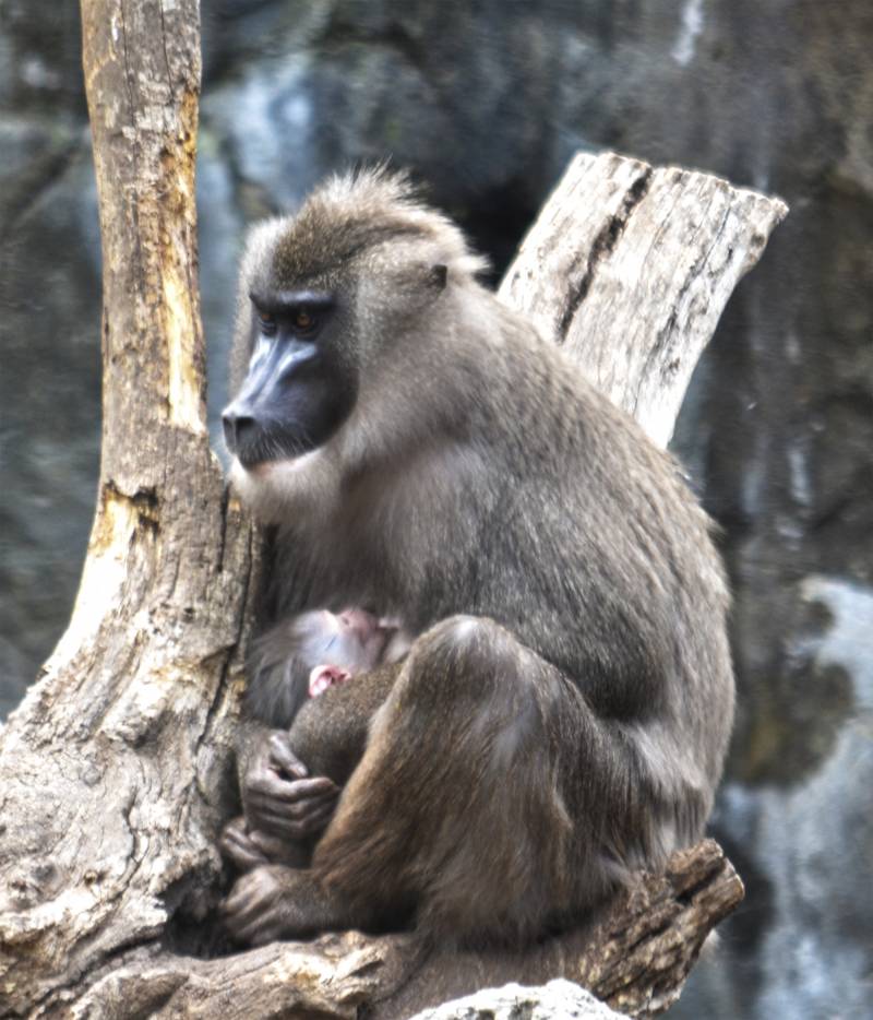 BIOPARC Valencia - nueva cria de dril - mayo 2018