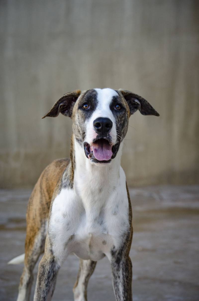 Fotos perros abandonados AUPA - próximo desfile 15 diciembre en BIOPARC Valencia