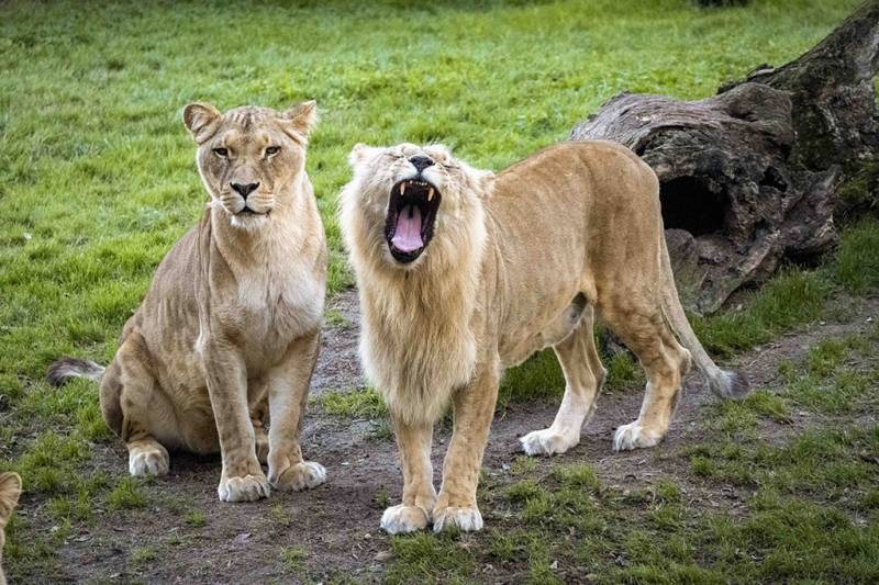 Leonas en BIOPARC./EPDA