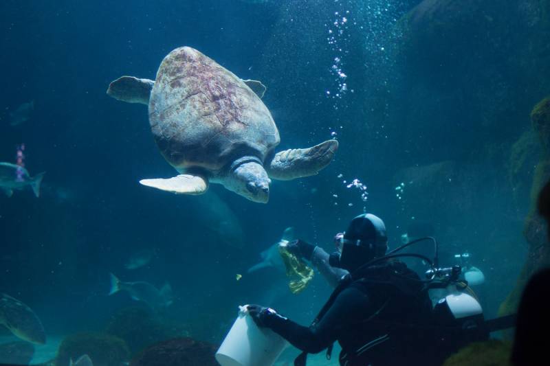 Rain Forest presenta el proyecto del Acuario de Gijón