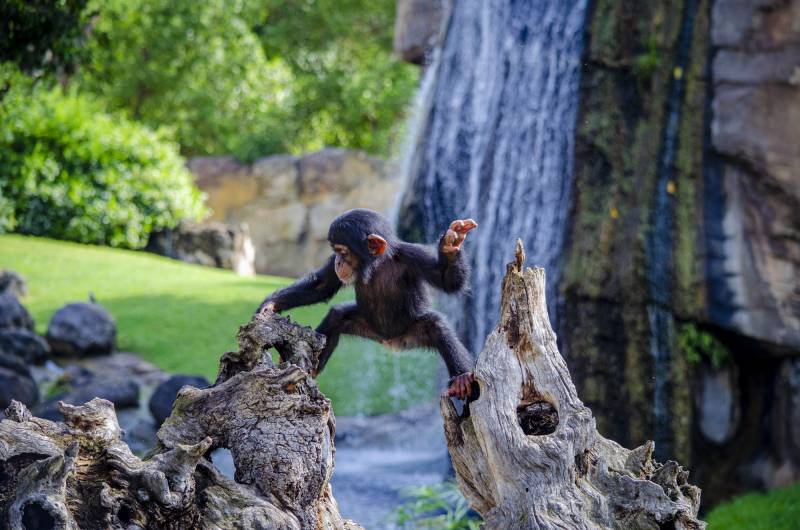 El bebé chimpancé Coco trepando por los árboles BIOPARC Valencia