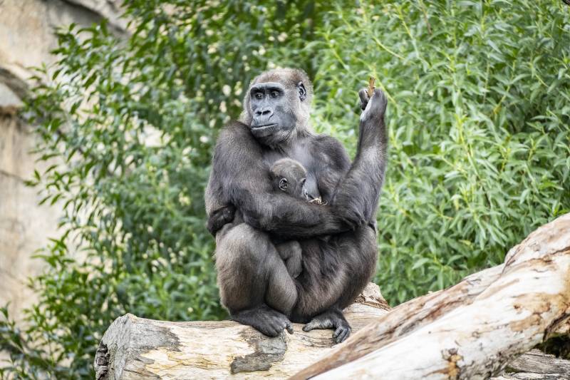 Diciembre 2019 - BIOPARC Valencia - La gorila Ali y su bebé Félix