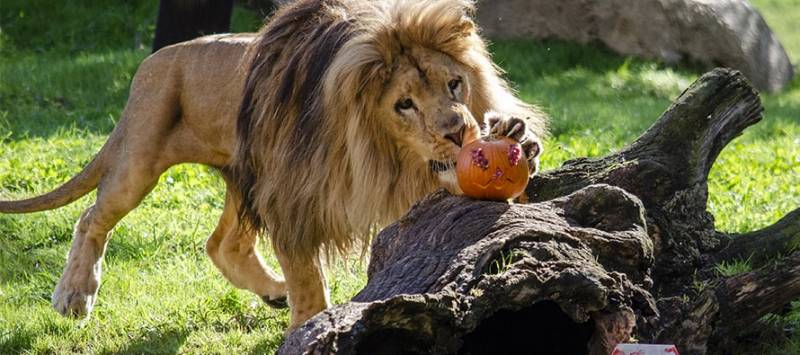 Lubango, león macho de BIOPARC./ EPDA