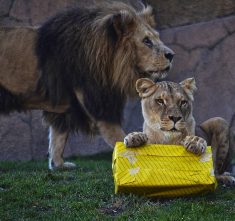 Los animales de BIOPARC Valencia reciben los regalos de Reyes Magos - leones