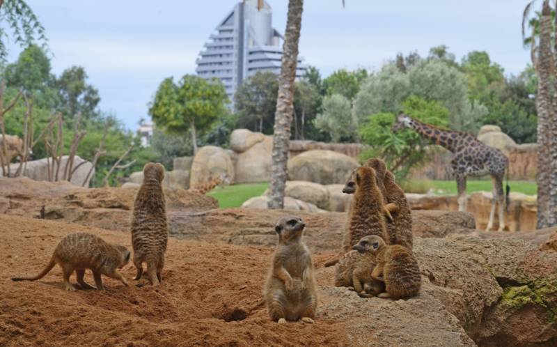 Bioparc Valencia Bioparc Valencia
