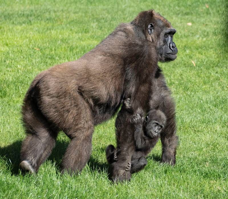 BIOPARC Valencia 2020 - gorilas - madre y cría