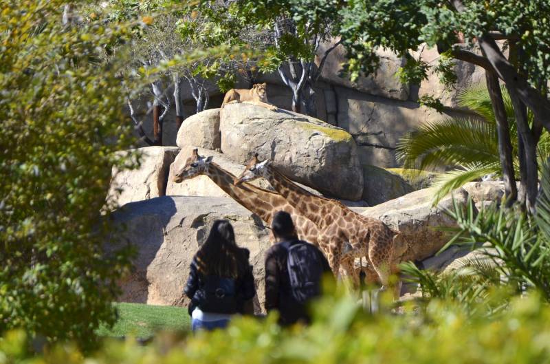 En companía - marzo 2019 - jirafas y leones - BIOPARC En companía - marzo 2019 - jirafas y leones - BIOPARC