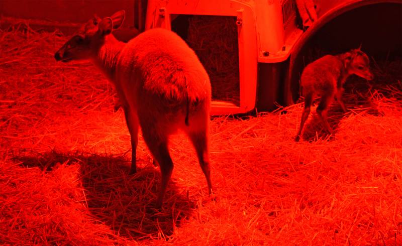 Un duiker rojo de Natal - el primer animal nacido en 2019 en BIOPARC Valencia - 1 enero 2019 