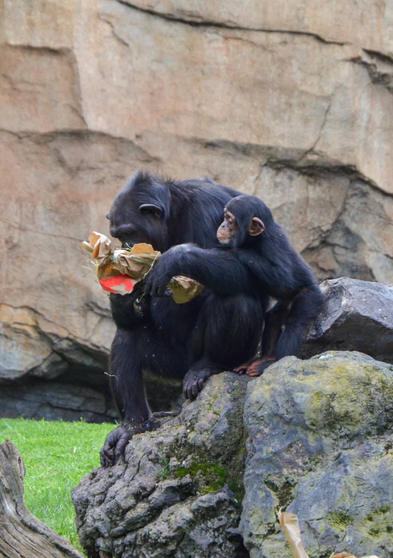 Cumpleaños Coco BIOPARC Valencia