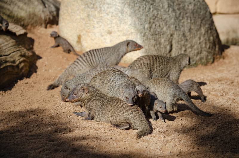 Septiembre 2019 - Nuevas crías de mangosta rayada en BIOPARC Valencia