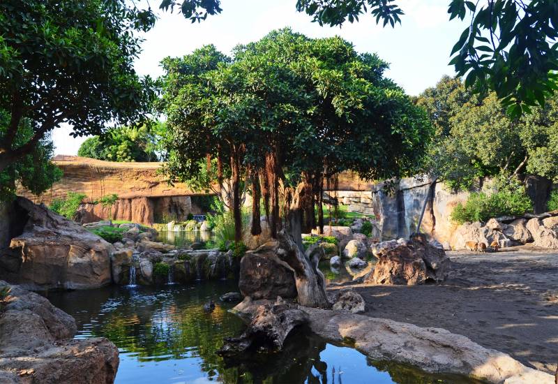 Bai del bosque ecuatorial de BIOPARC Valencia - julio 2019