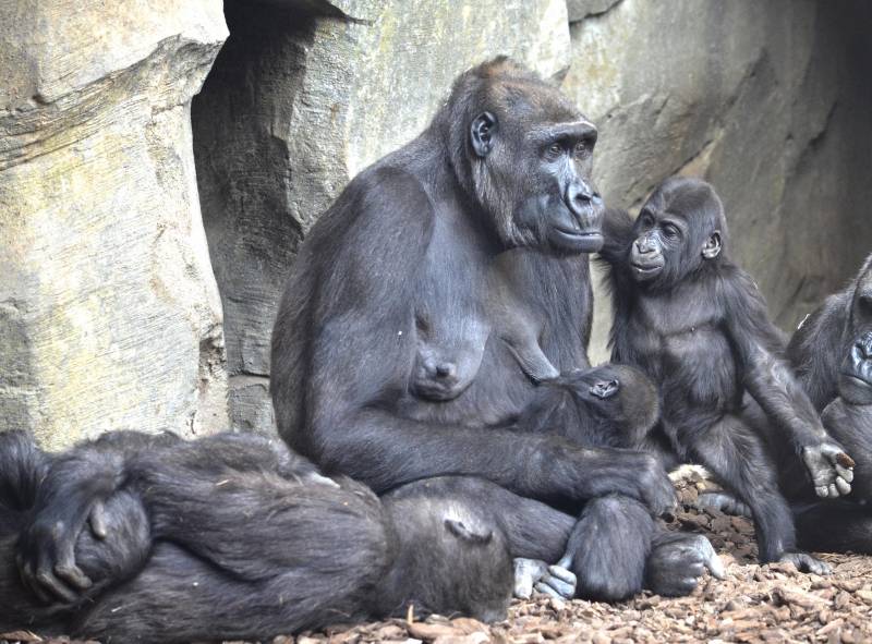 Familia de gorilas con dos bebés en BIOPARC Valencia