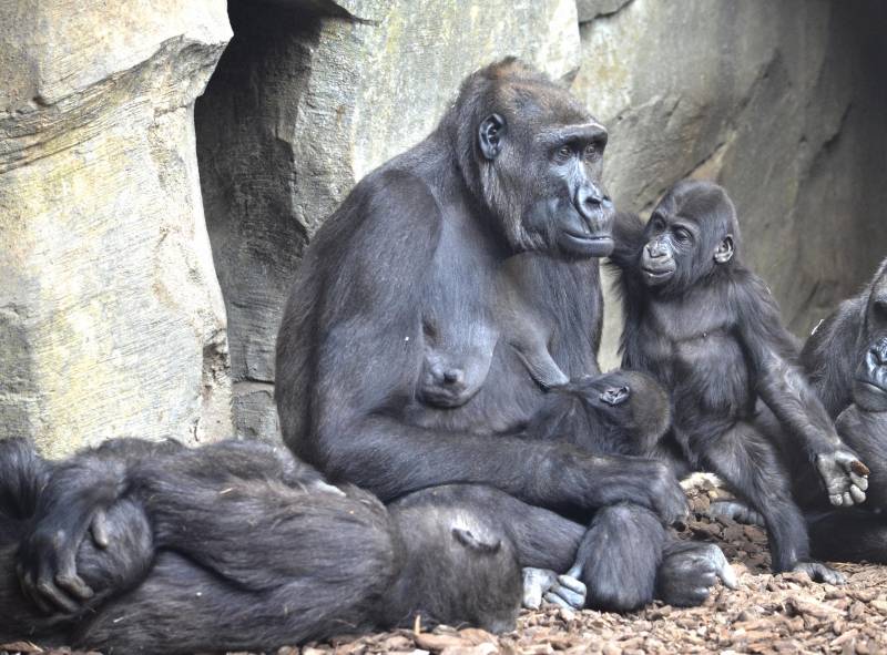 Familia de gorilas con dos bebés en BIOPARC Valencia Familia de gorilas con dos bebés en BIOPARC Valencia