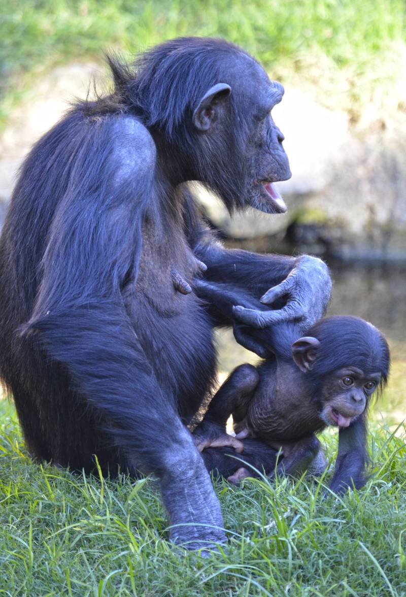 Octubre 2018 - El bebé chimpancé COCO comienza a explorar la selva africana de BIOPARC 