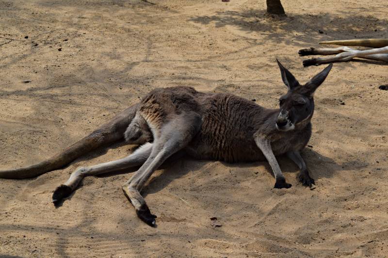 Canguro, Foto Clara Estrems