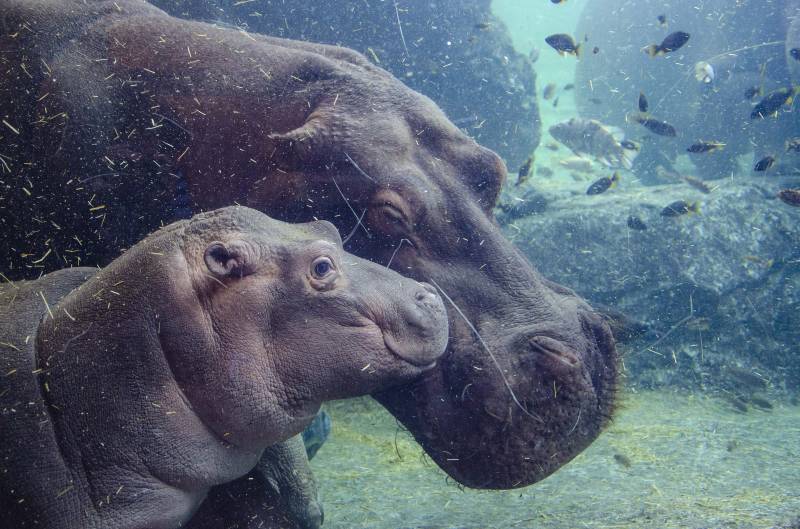 El bebé hipopótamo de BIOPARC Valencia cumple 6 meses./ EPDA