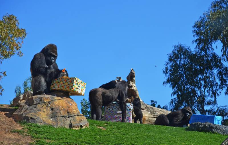 10º ANIVERSARIO BIOPARC VALENCIA - gorilas 