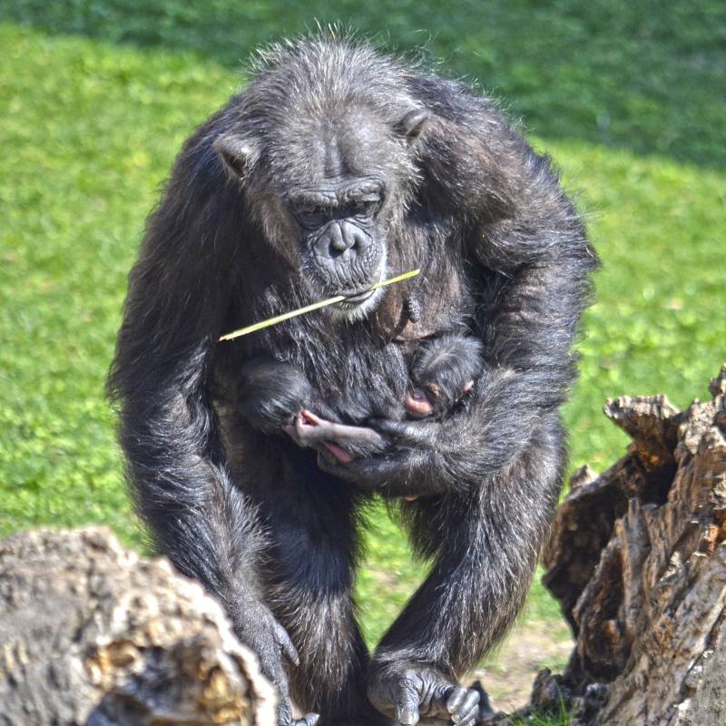 Mellizos chimpancés - La hembra Malin y sus dos bebés - BIOPARC Valencia Mellizos chimpancés - La hembra Malin y sus dos bebés - BIOPARC Valencia