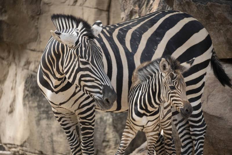 Nueva cría de cebra en el Bioparc de Valencia. EPDA