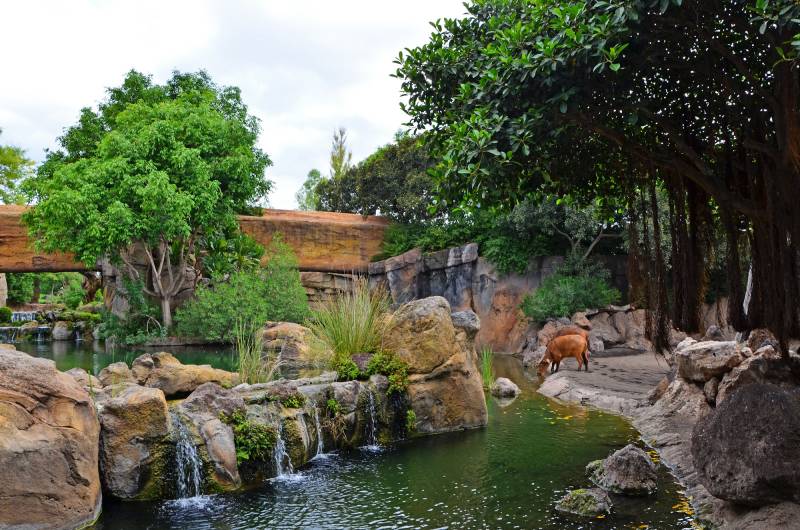 Búfalos en el bai BIOPARC Valencia