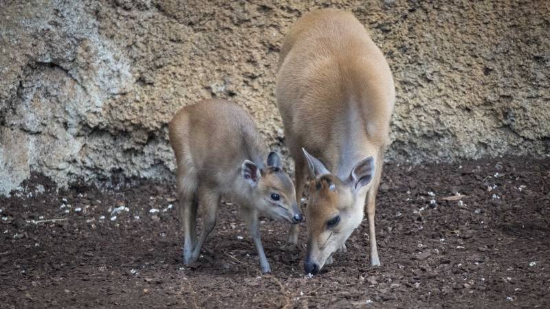 La cría junto a su madre. EPDA.