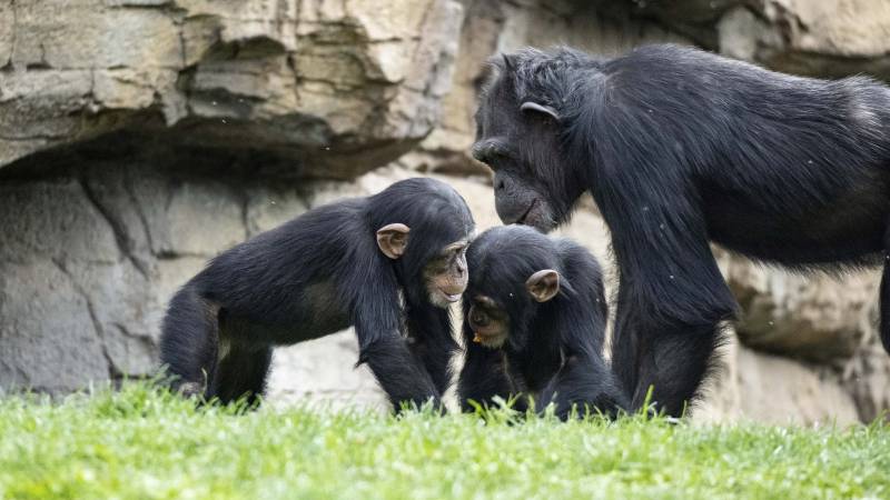 Chimpancés en Bioparc. EPDA.