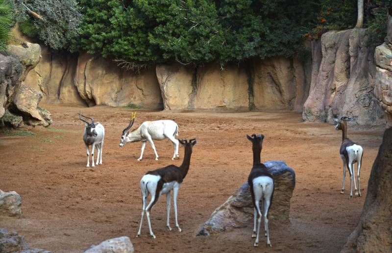 Addax y gacelas Mhorr - primeros días en la Sabana de BIOPARC Valencia - diciembre 2018 