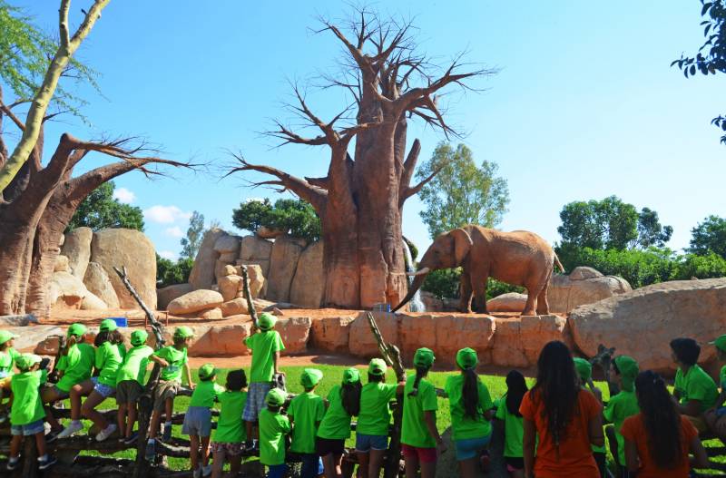 Expedición ÁFRICA - Escuela de vacaciones BIOPARC Valencia 