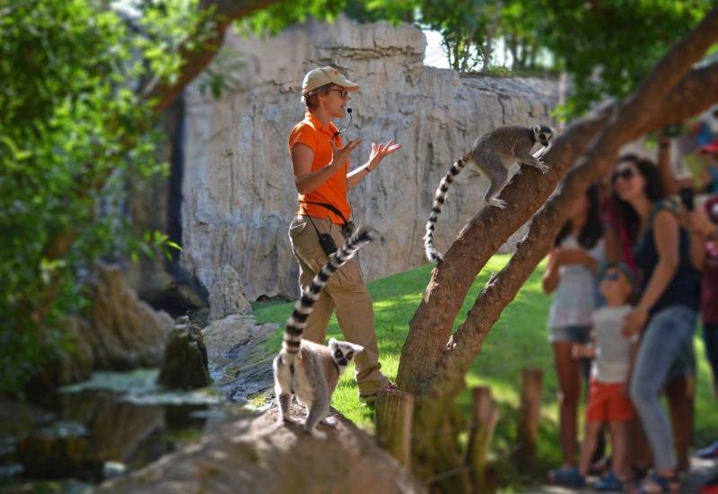 EXPERIENCIAS BIOPARC - Actividades gratuitas con tu entrada al parque - lémures en Madagascar
