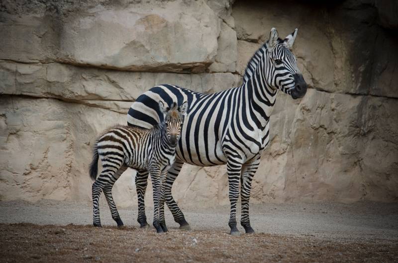 Diciembre 2019 - Nace una nueva cría de cebra en BIOPARC Valencia