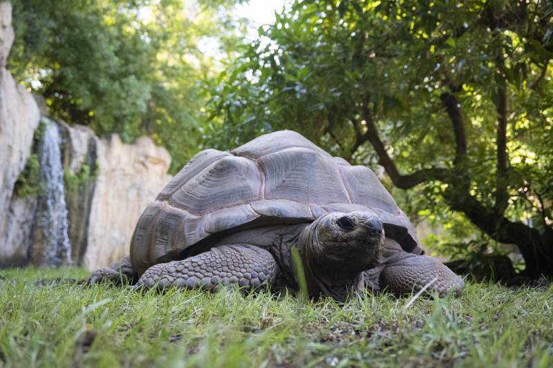 Tortuga gigante en Bioparc. EPDA