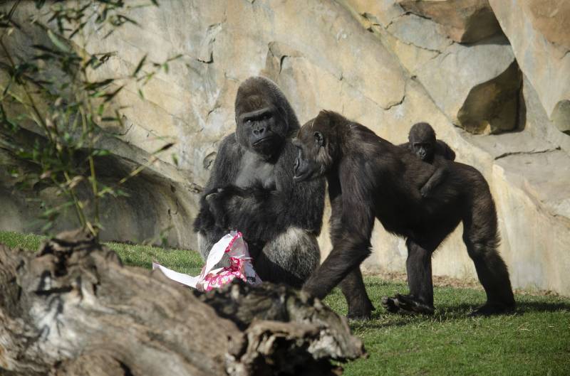 Enero 2020 - Los animales de BIOPARC Valencia reciben los regalos de los Reyes Magos, familia de gorilas