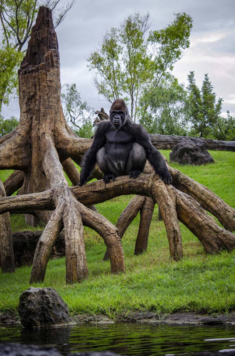 Septiembre 2019 - El gorila Kabuli en BIOPARC Valencia
