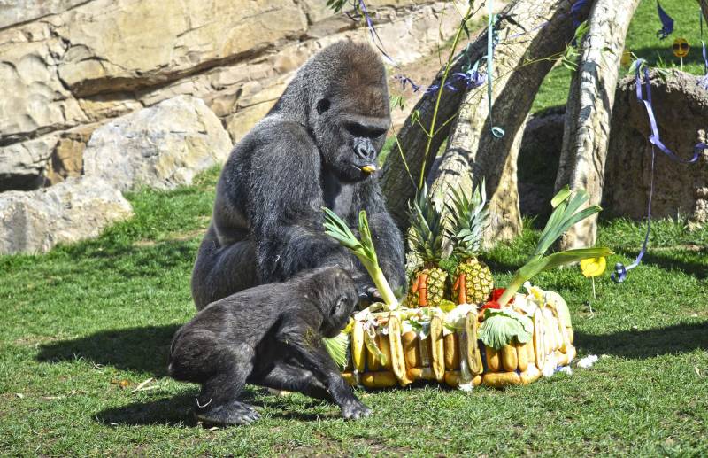 11 Aniversario BIOPARC Valencia - tarta de gorilas - Mambie y Virunga