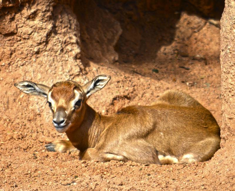 Cría gacela Mhorr - nacida marzo 2018 BIOPARC Valencia